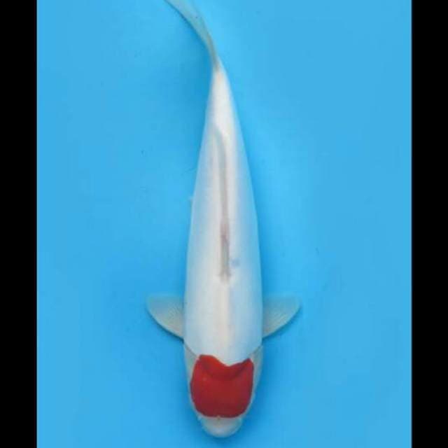 41cm Female - F1 Tancho Kohaku Doitsu Murni