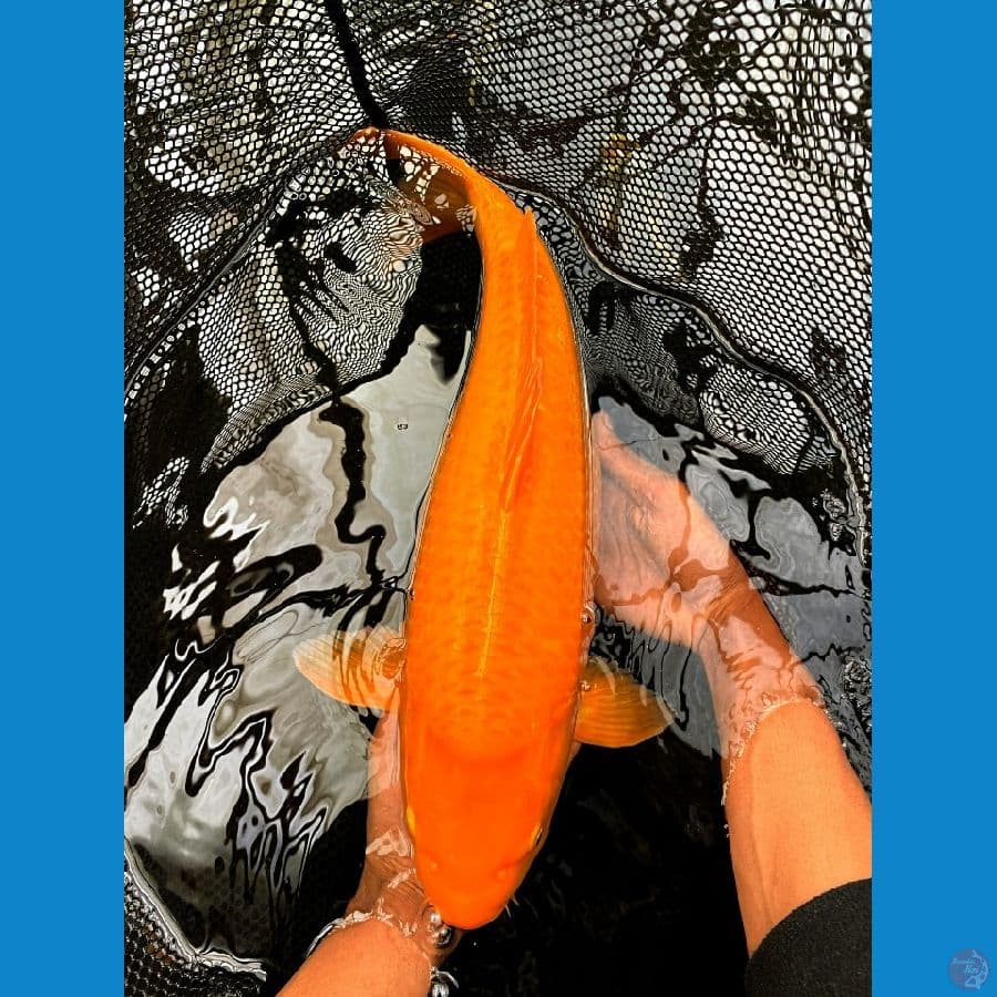 karasi manggo 50 bu