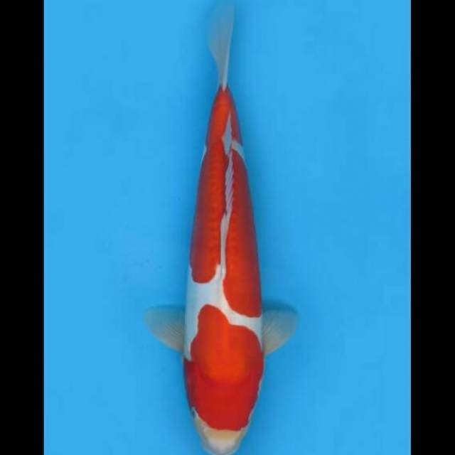 42cm Female - F1 Red Kohaku Doitsu Murni Jumbo