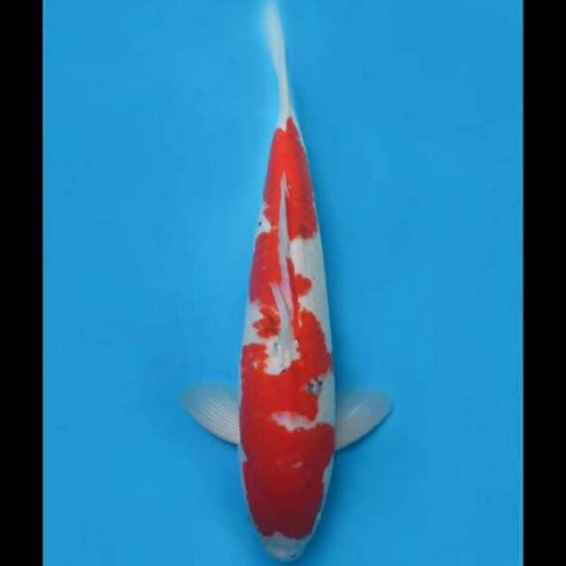 45cm Male - F1 Jumbo Sanke Tategoi Good Body