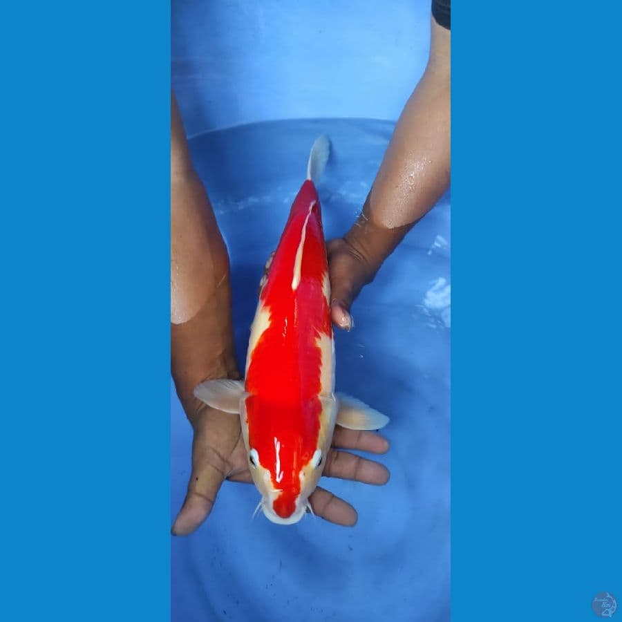 kohaku merah strong 47cm