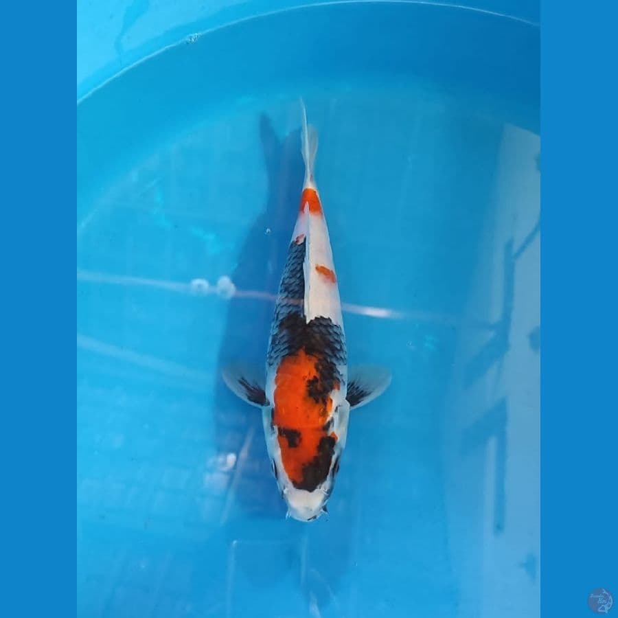 sowa male 30cm