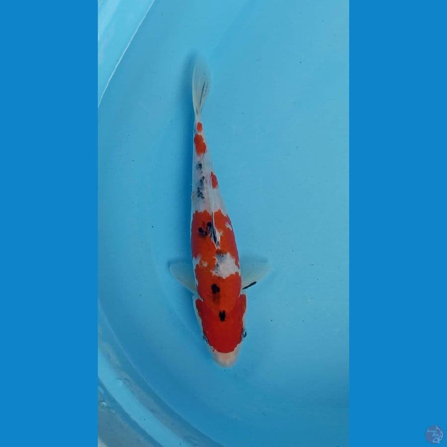 sanke 27 cm