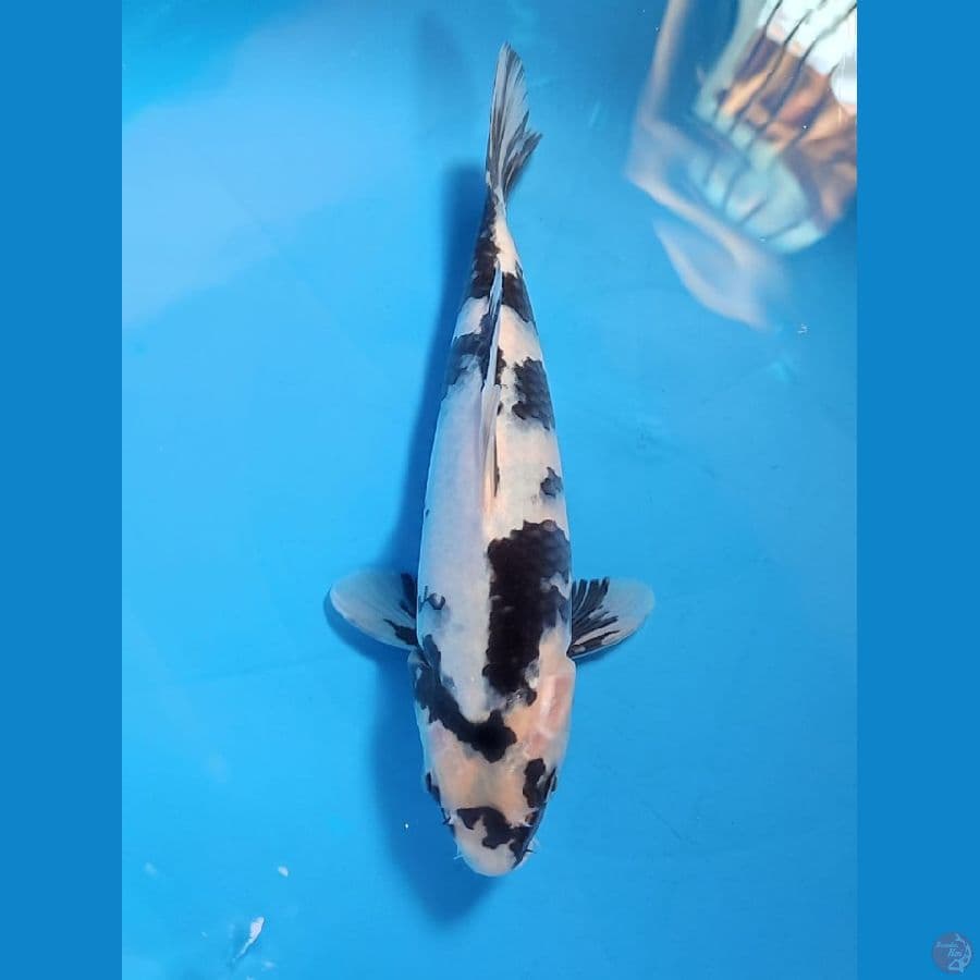 shiro 28cm