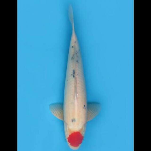 45cm Male - F1 Tancho Sanke Jumbo Ori
