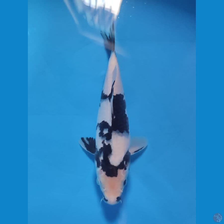 shiro 26cm