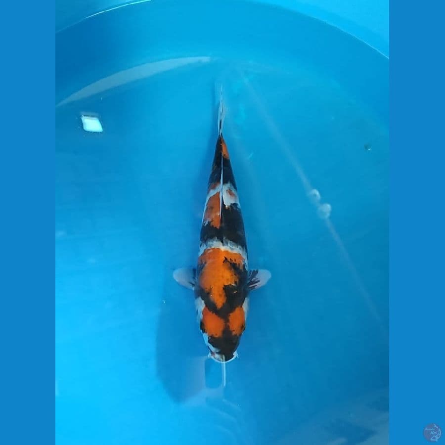 sowha 30cm
