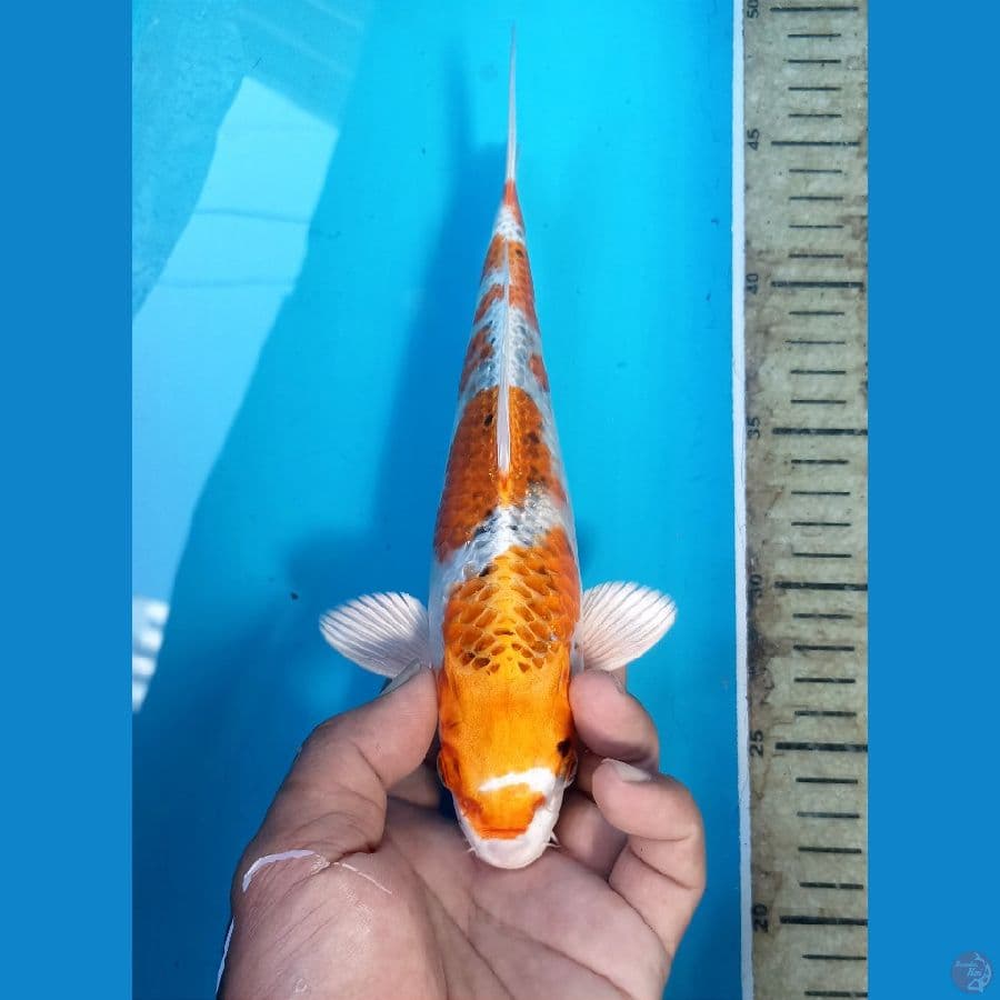 Kujaku 24cm