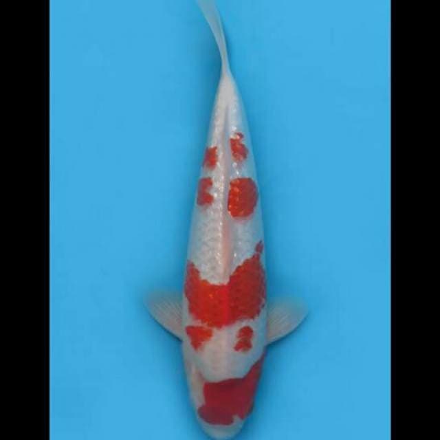 42cm Male - F1 Kohaku Full Ginrin Ori Pola