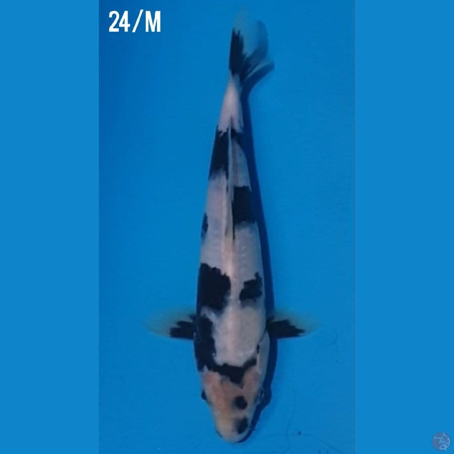 SQ SHIRO 24/MALE