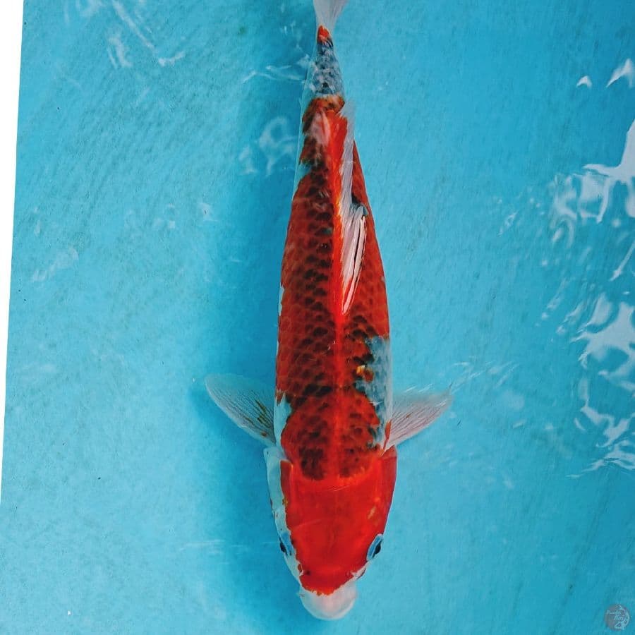 GHOSIKI 36 CM