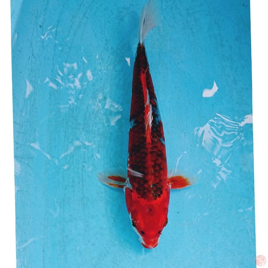 GHOSIKI 35 CM