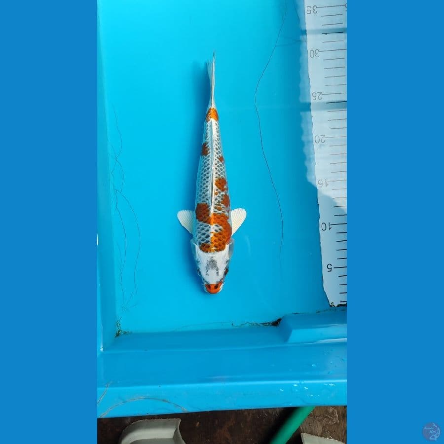 kujaku female size 26 cm