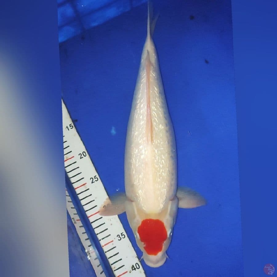 Tc KOHAKU GINDRIN M43