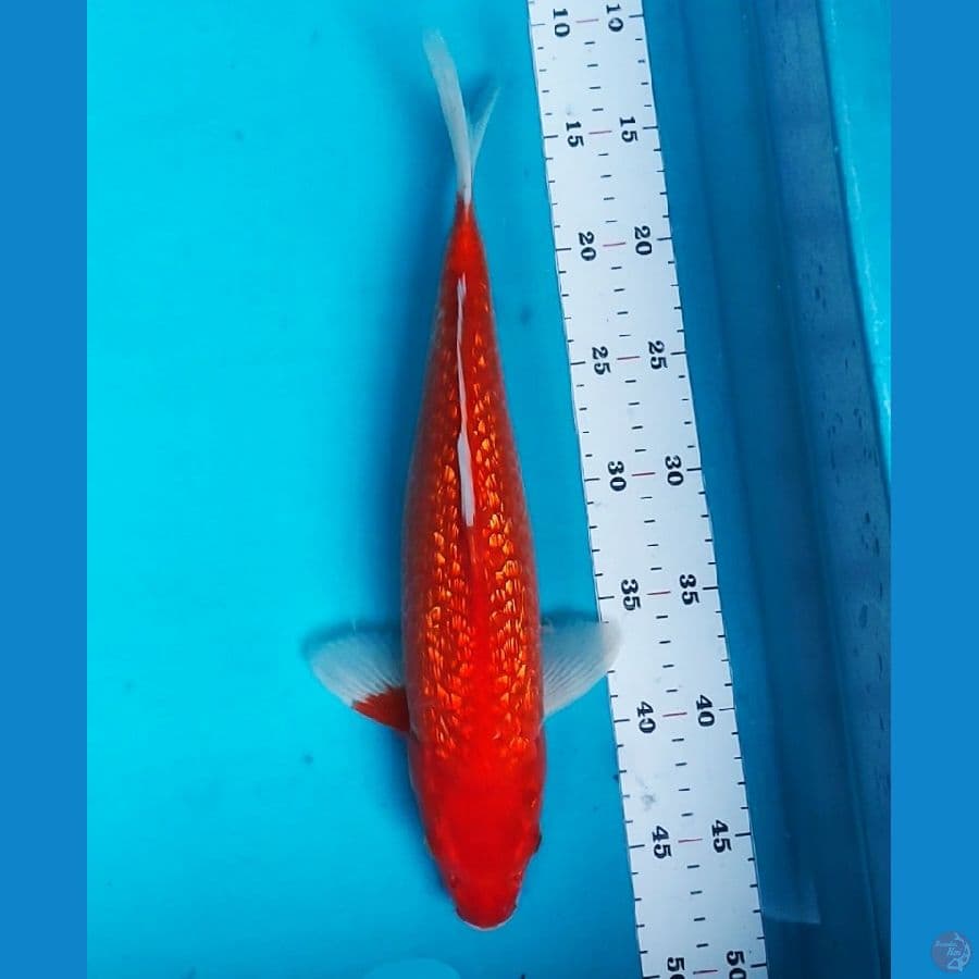 BENIGOI GINRIN 35CM MALE