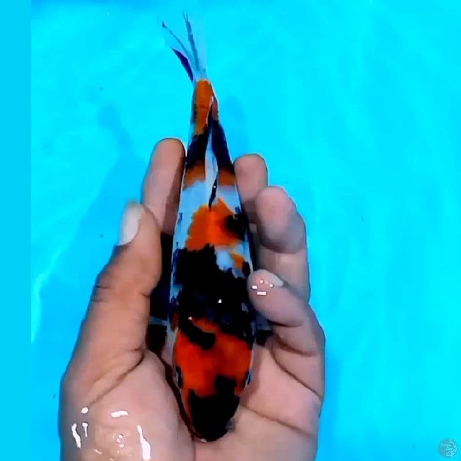 18CM NOCUT Maruten Sansoku