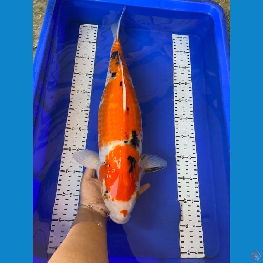 jumbo 50 cm ~F