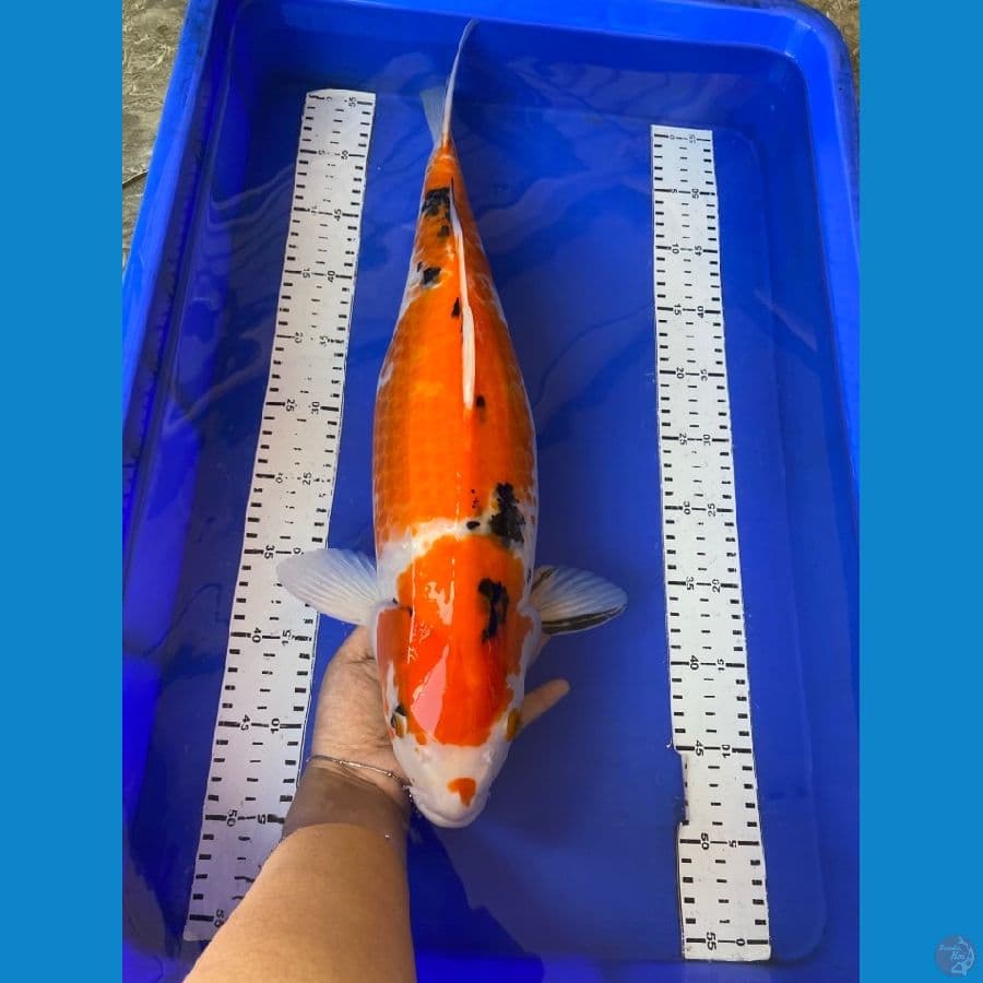 jumbo 50 cm ~F