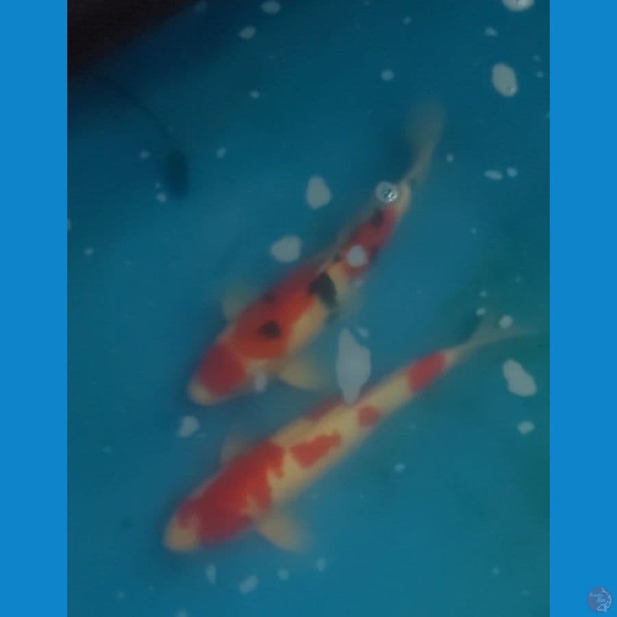 SEPASANG KOHAKU SANKE ALL 43 CM