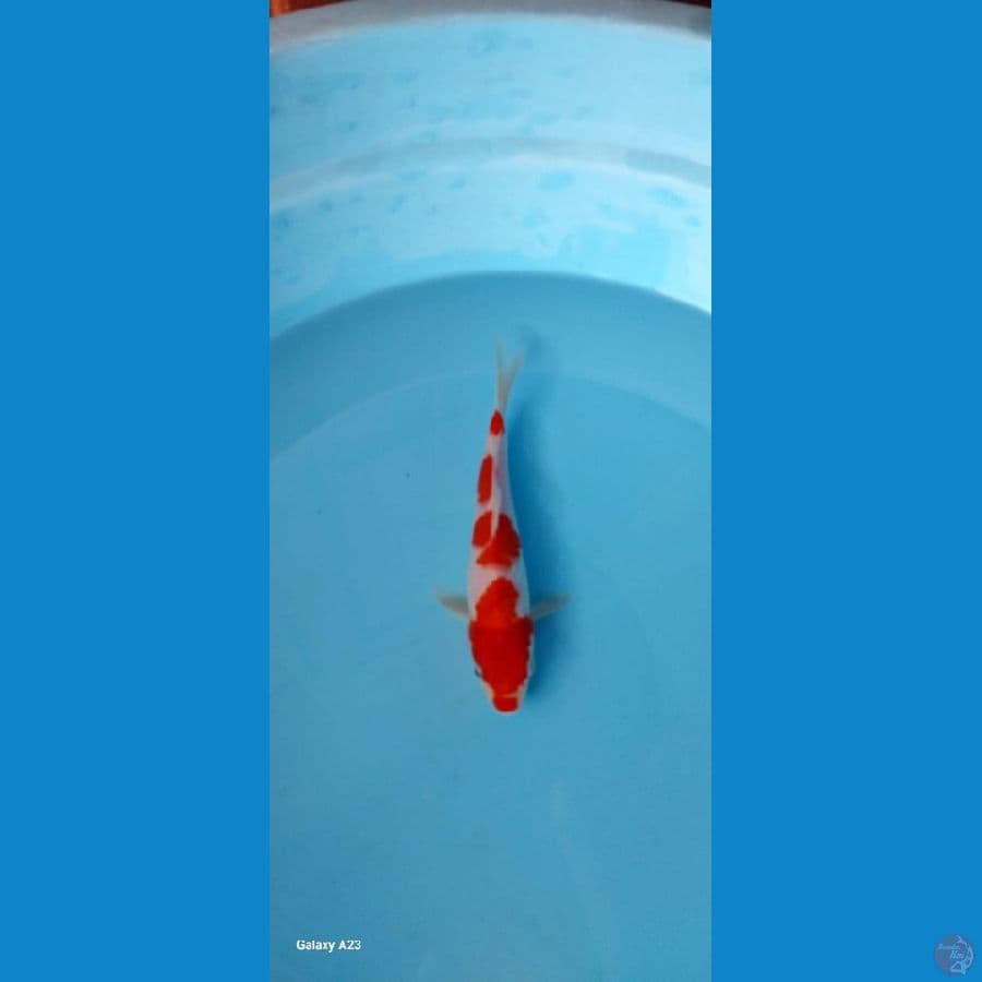Kohaku 21 cm