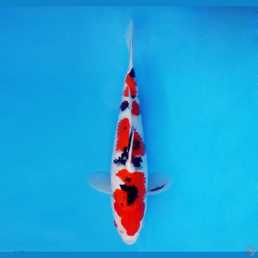 MUSASHI 7 ~ Taisho Sanke 29 cm/fm ™