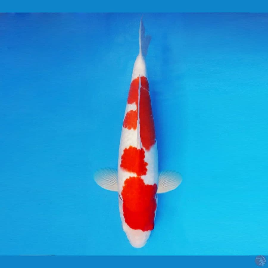 MUSASHI 12 ~ Kohaku 34 cm/fm ™