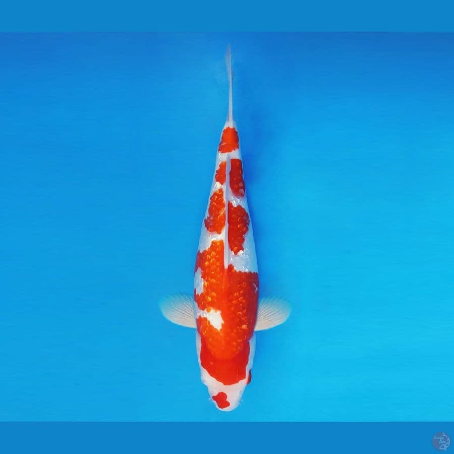 MUSASHI 13 ~ Kohaku Gin Rin 32 cm/fm ™
