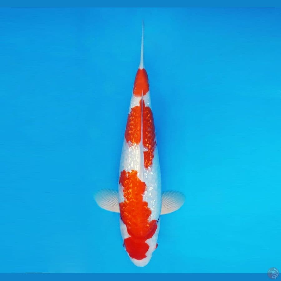 MUSASHI 16 ~ Kohaku Gin Rin 34 cm/fm ™