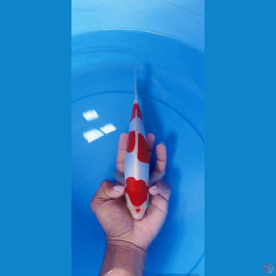 doist ori 23 cm