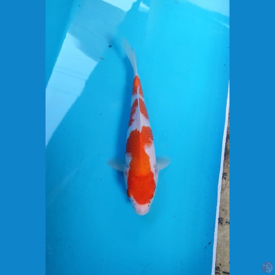 Kohaku 20cm
