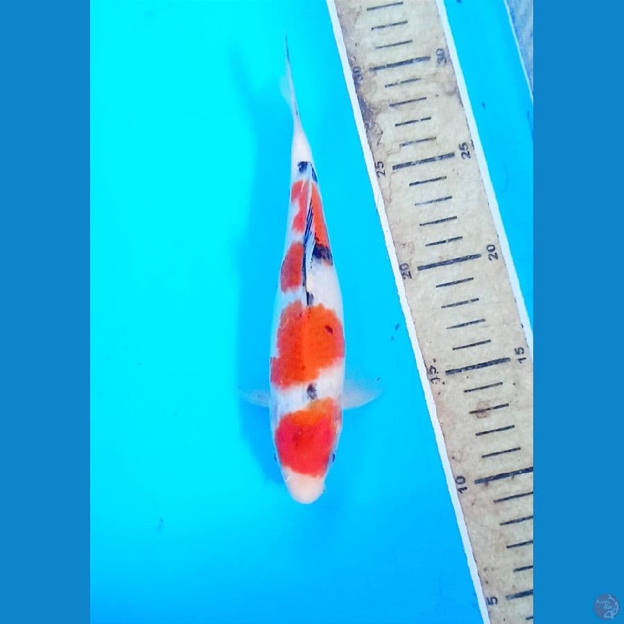 Sanke 20cm