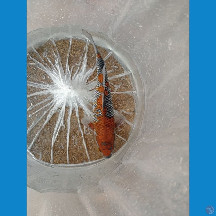 OCHIBA 32 CM MALE