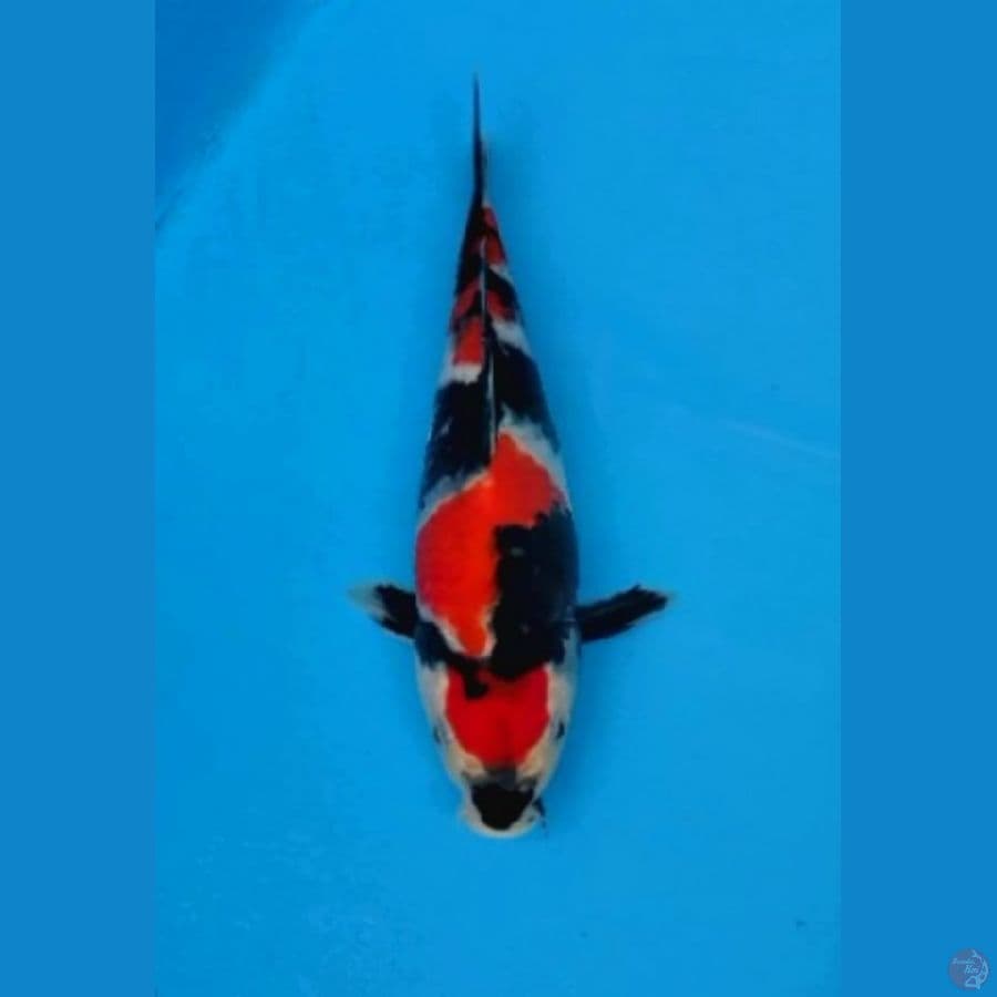 Maruten Showa Tsubo Sumi Male 30cm