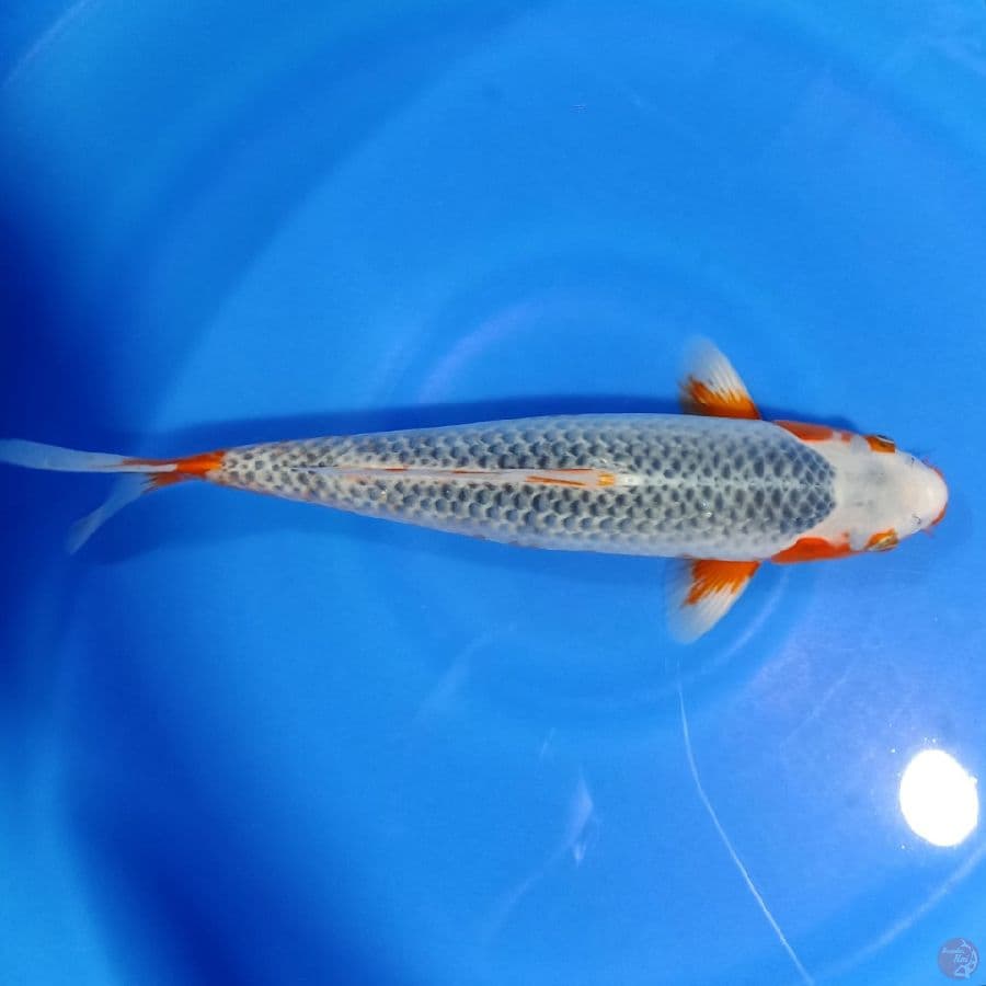 HQ ASAGI 37 CM MALE