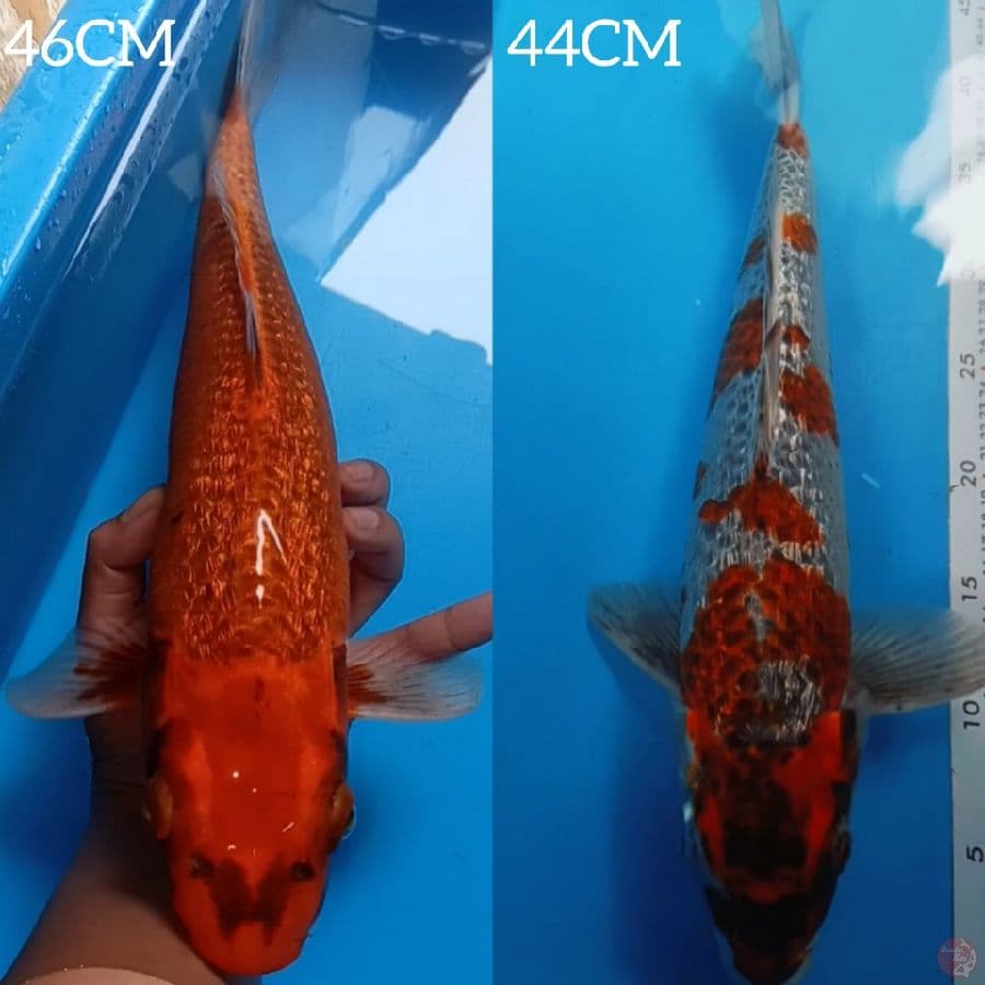 paket 2 ekor 44cm 46cm