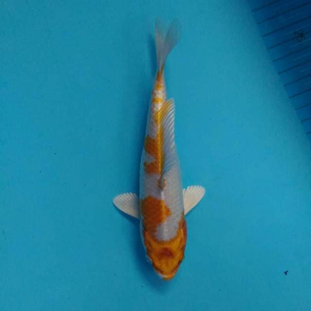 HARIWAKE