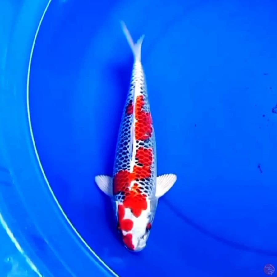 33cm F1 RED KUJAKU