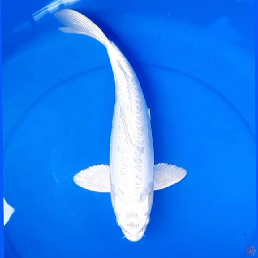 38cm KIREI PLATINUM