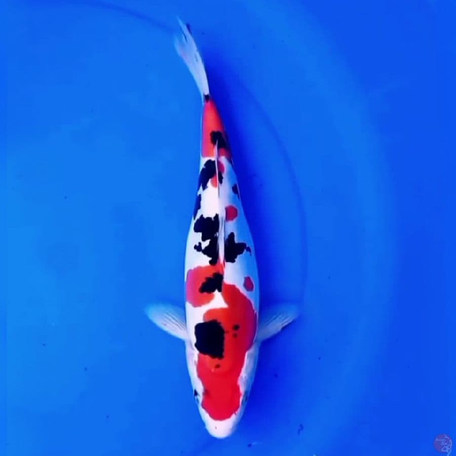 33cm DOITSU TSUBOSUMI SANKE