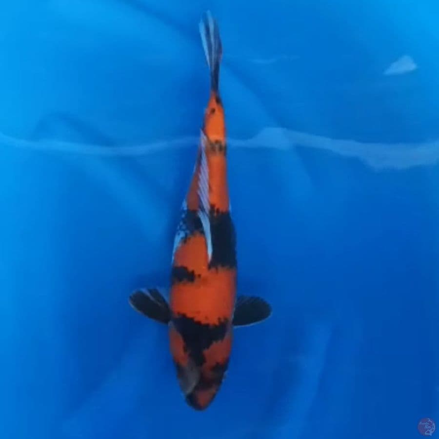 ( 35CM ) SHOWA - FEMALE