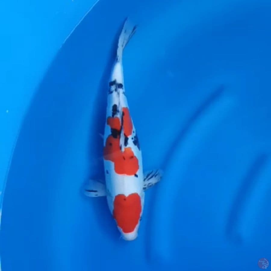 ( 37CM ) MARUTEN DOITSU MURNI - FEMALE