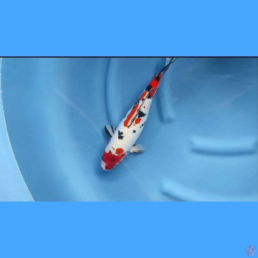 ( 35CM ) SANKE DOITSU MURNI - FEMALE