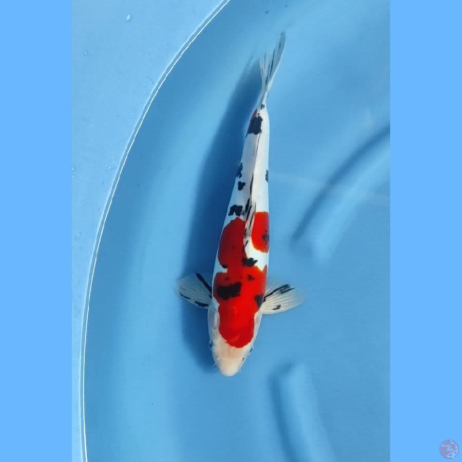 ( 35CM ) DOITSU MURNI - FEMALE