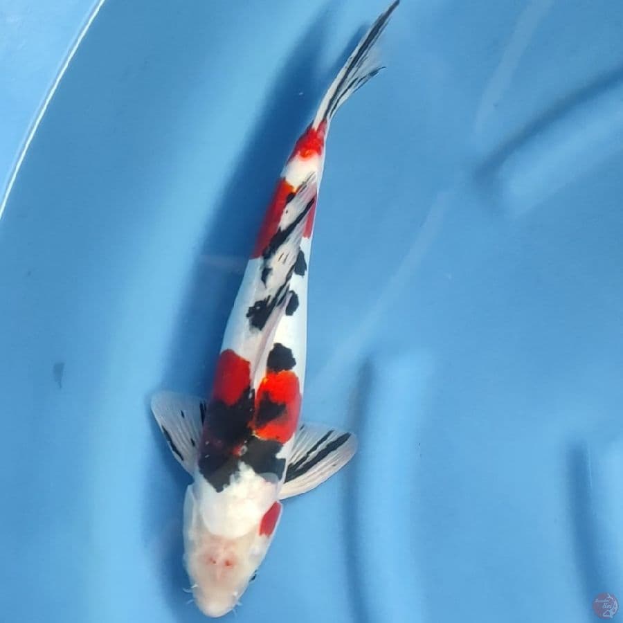 ( 38CM ) SANKE DOITSU - MALE