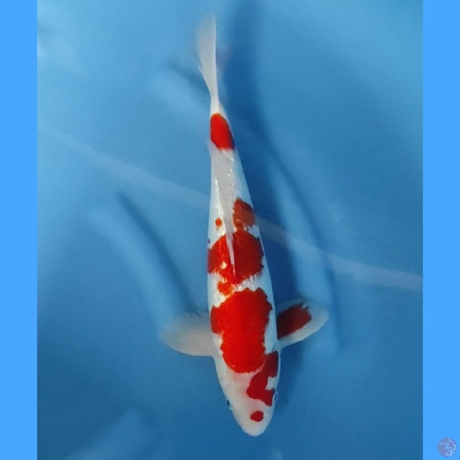 ( 37CM ) KOHAKU GINRIN - MALE