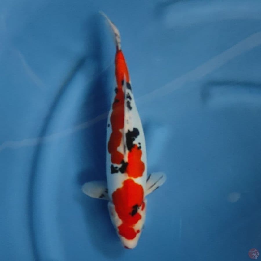 ( 33CM ) SANKE DOITSU - FEMALE