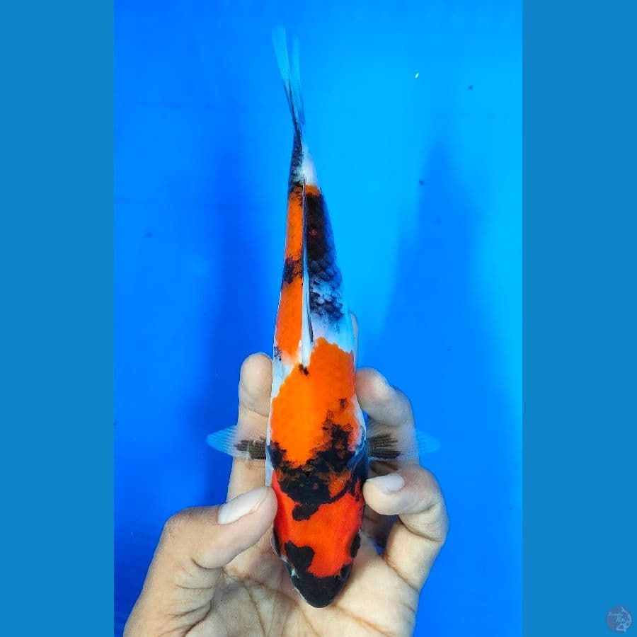 SHOWA (20CM)