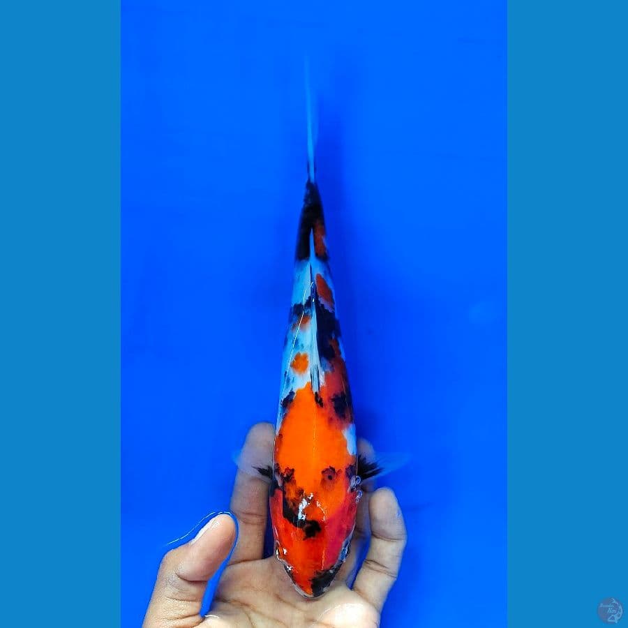 SHOWA (22CM)