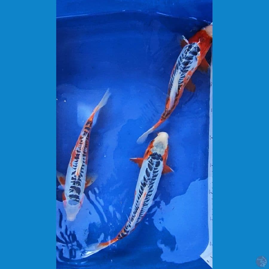 paket hana shushui 26-30 cm