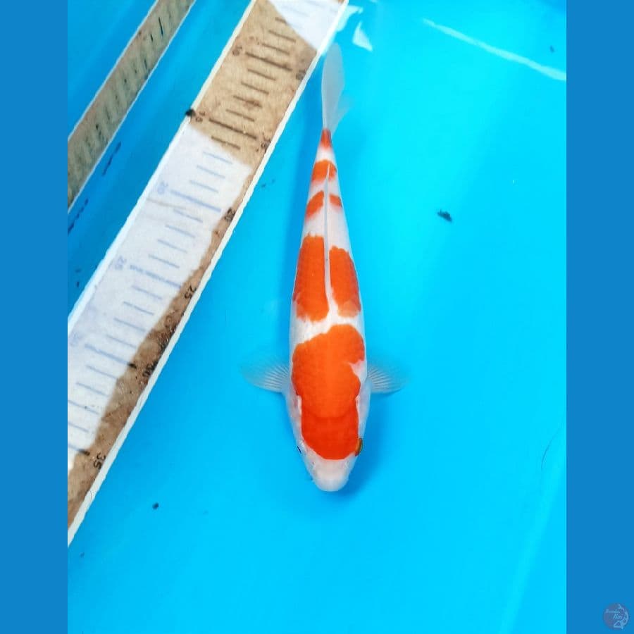 Kohaku 23cm